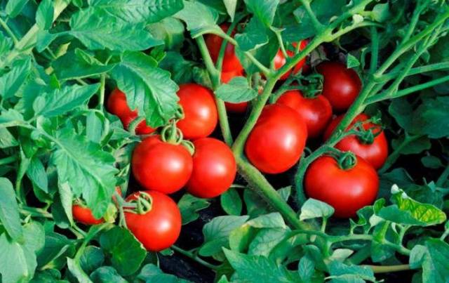 Tomato Solerosso: characteristics and description of the variety