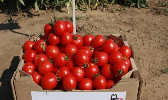 Tomato Solerosso: characteristics and description of the variety