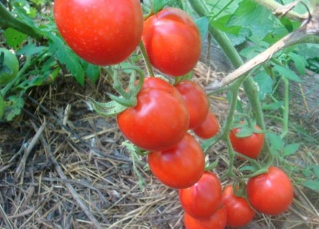 Tomato Solerosso: characteristics and description of the variety