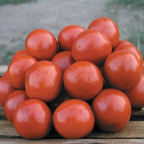 Tomato Solerosso: characteristics and description of the variety