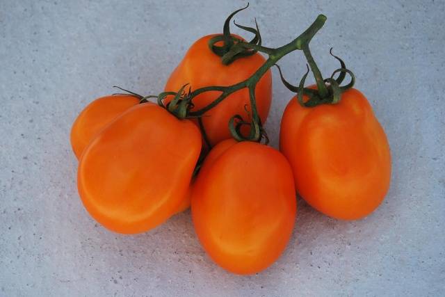 Tomato Southern Tan: reviews, photos, yield