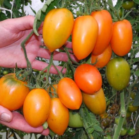 Tomato Southern Tan: reviews, photos, yield