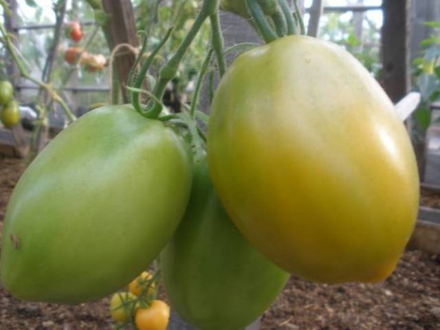 Tomato Southern Tan: reviews, photos, yield