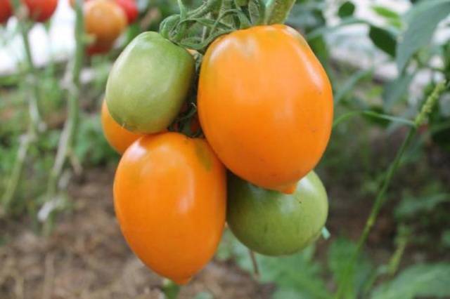 Tomato Southern Tan: reviews, photos, yield