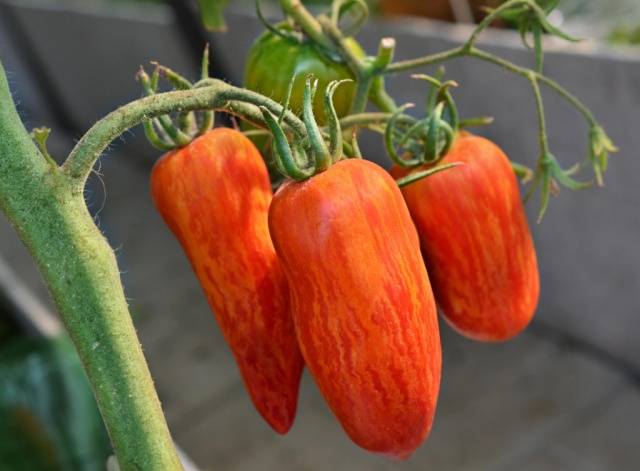 Tomato Sparks of the Flame: characteristics and description of the variety