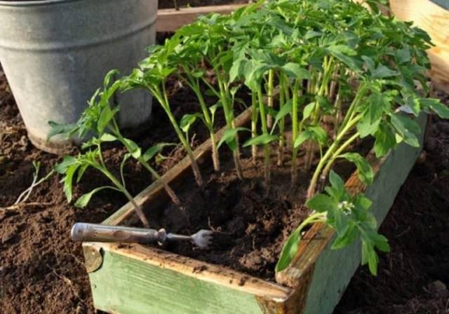 Tomato Sparks of the Flame: characteristics and description of the variety