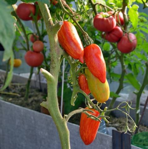 Tomato Sparks of the Flame: characteristics and description of the variety