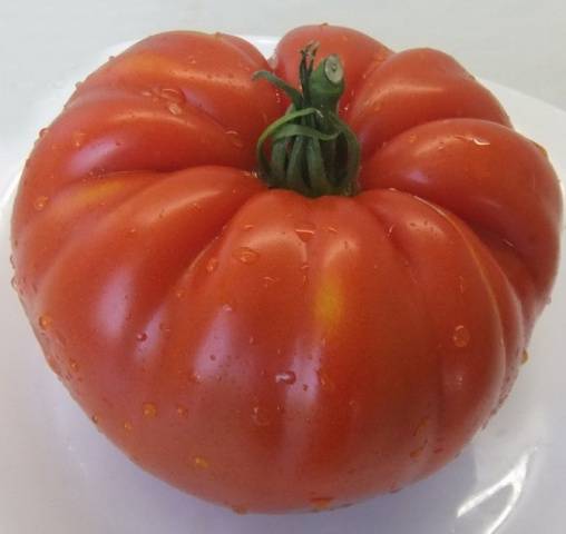 Tomato Spetsnaz: characteristics and description of the variety