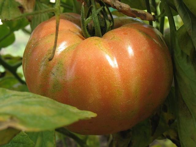 Tomato Spetsnaz: characteristics and description of the variety