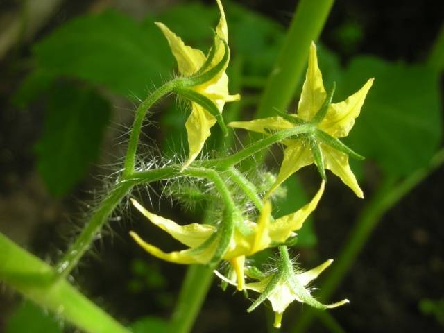 Tomato Spetsnaz: characteristics and description of the variety