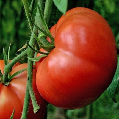 Tomato Spetsnaz: characteristics and description of the variety