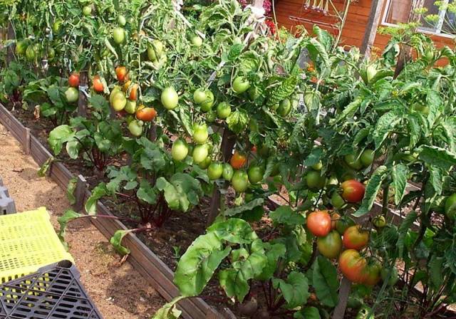 Tomato Standard large-fruited