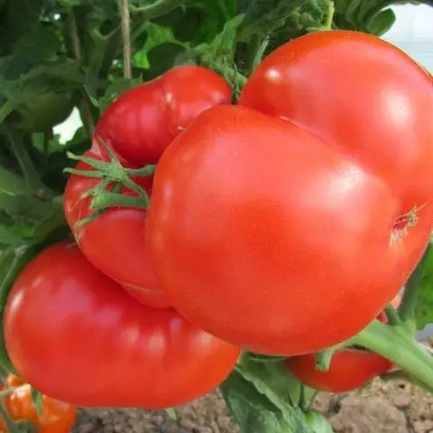 Tomato Standard large-fruited