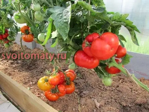 Tomato Standard large-fruited