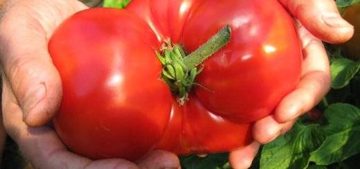 Tomato Standard large-fruited