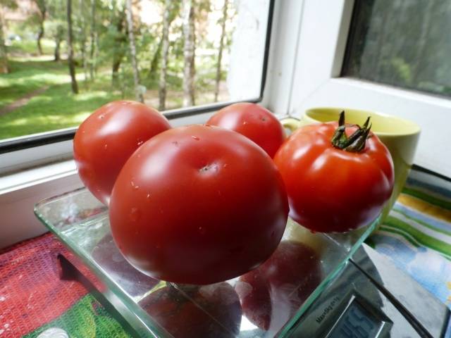 Tomato Standard large-fruited