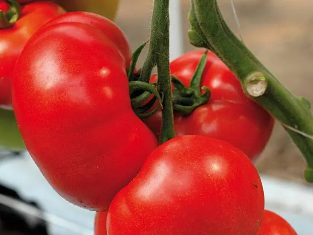 Tomato Standard large-fruited