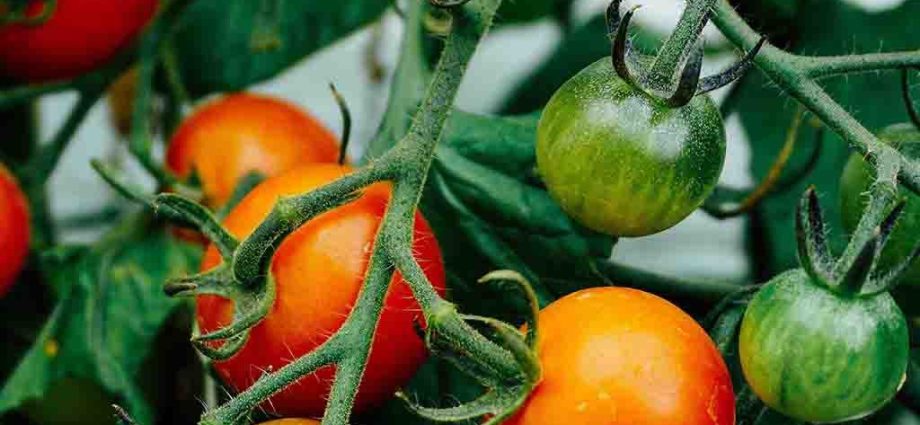 Tomato Standard large-fruited