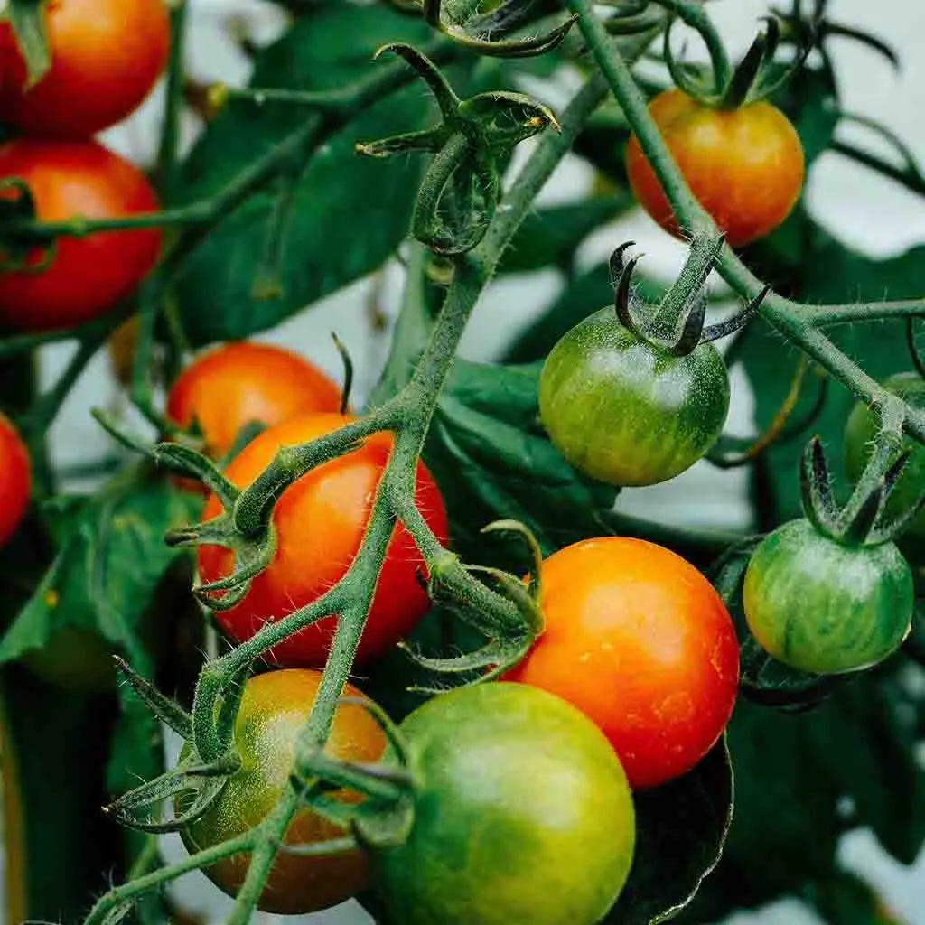 Tomato Standard large-fruited