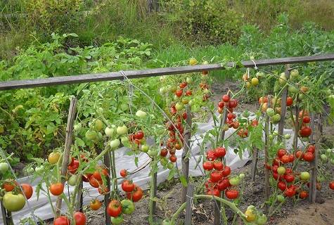 Tomato Stick