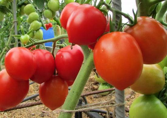 Tomato Stolypin: reviews photo yield