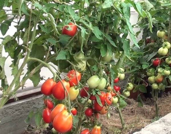 Tomato Stolypin: reviews photo yield