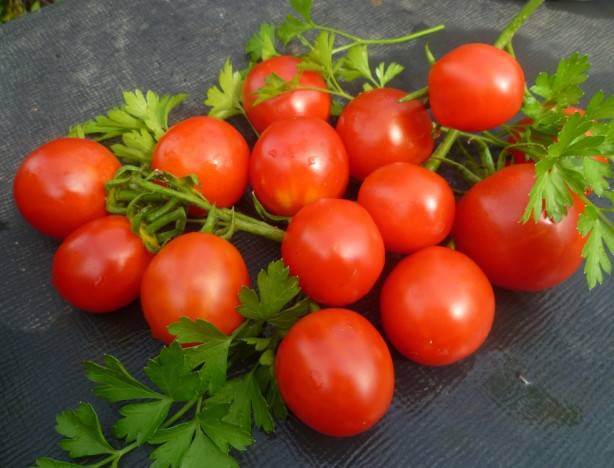 Tomato Stolypin: reviews photo yield