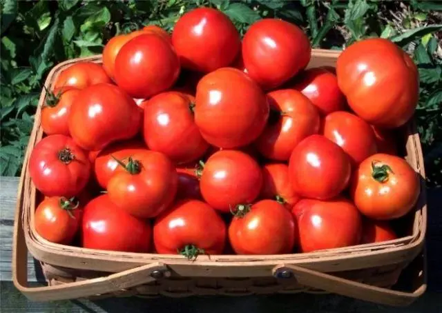 Tomato Stolypin: reviews photo yield