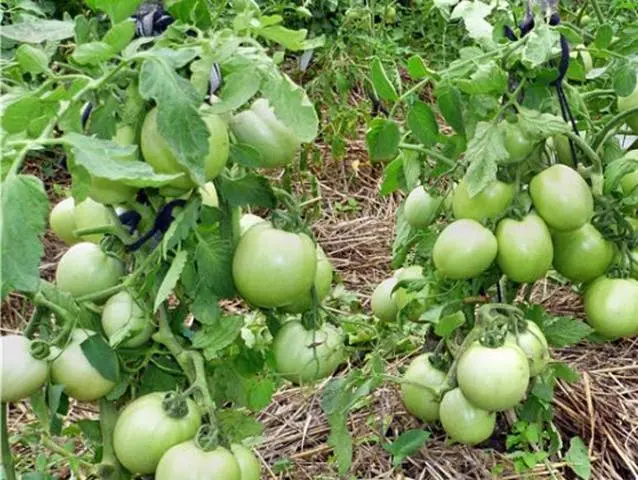 Tomato Stolypin: reviews photo yield