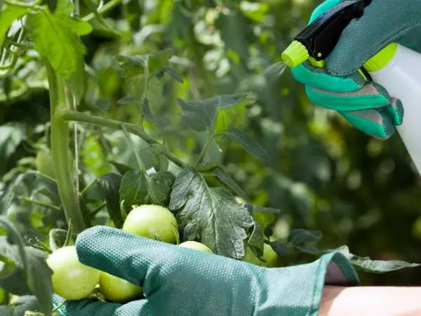 Tomato Stolypin: reviews photo yield