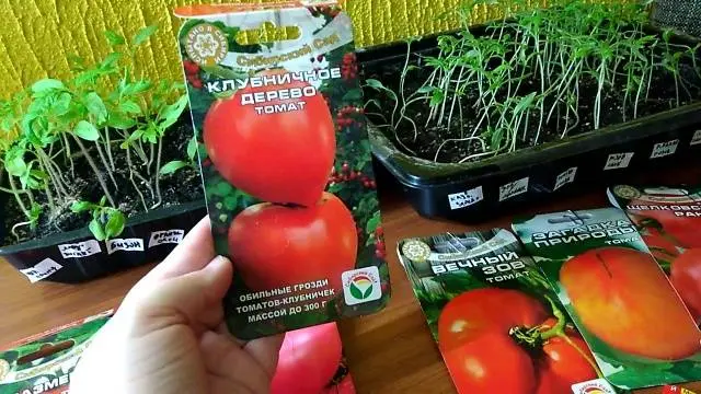 Tomato Strawberry tree: reviews, photos, yield