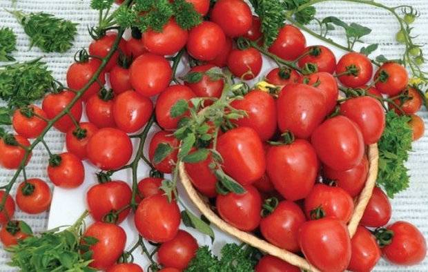 Tomato Strawberry tree: reviews, photos, yield