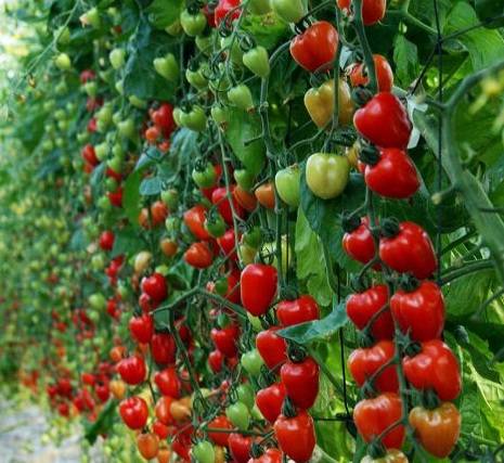 Tomato Strawberry tree: reviews, photos, yield