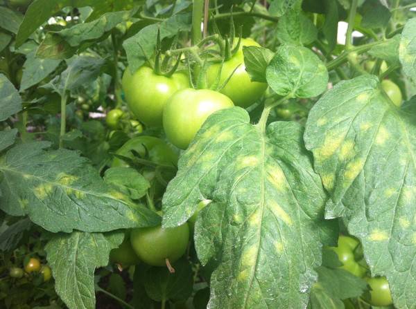 Tomato Strawberry tree: reviews, photos, yield