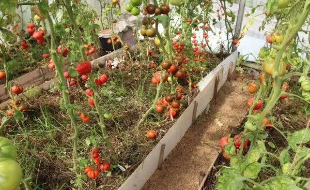 Tomato Strawberry tree: reviews, photos, yield