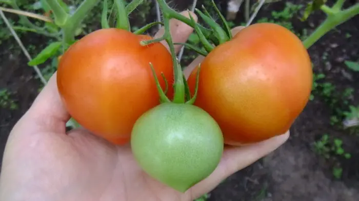 Tomato Strawberry tree: reviews, photos, yield