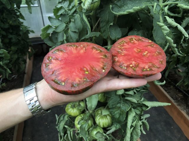 Tomato Striped chocolate: reviews, photos, yield