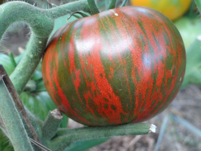 Tomato Striped chocolate: reviews, photos, yield