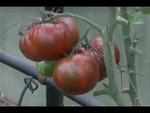 Tomato Striped chocolate: reviews, photos, yield