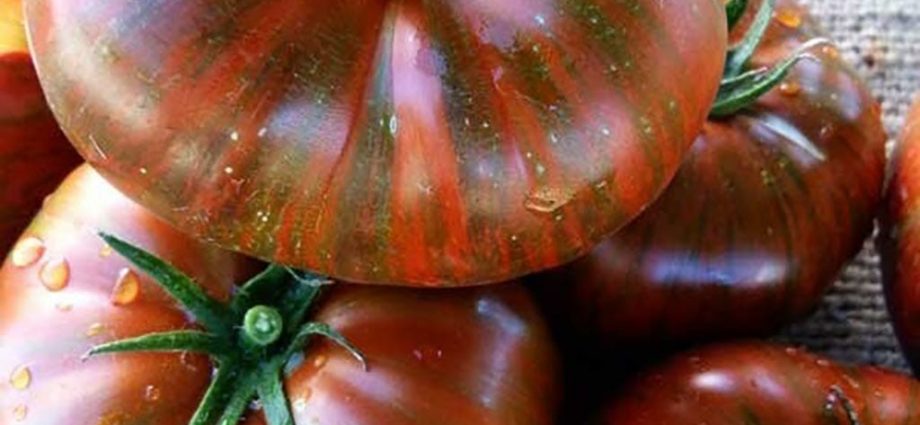 Tomato Striped chocolate: reviews, photos, yield