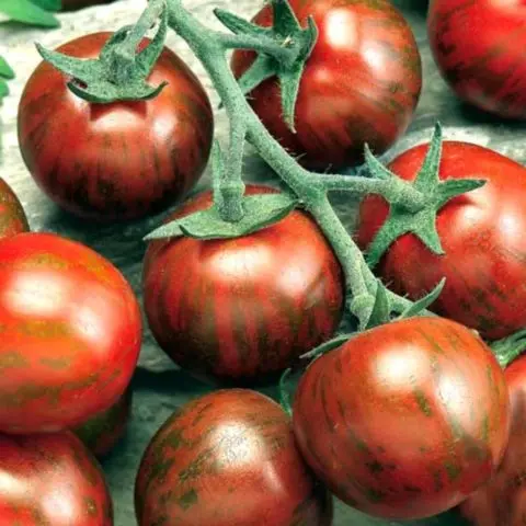 Tomato Striped flight: description, photo, planting and care