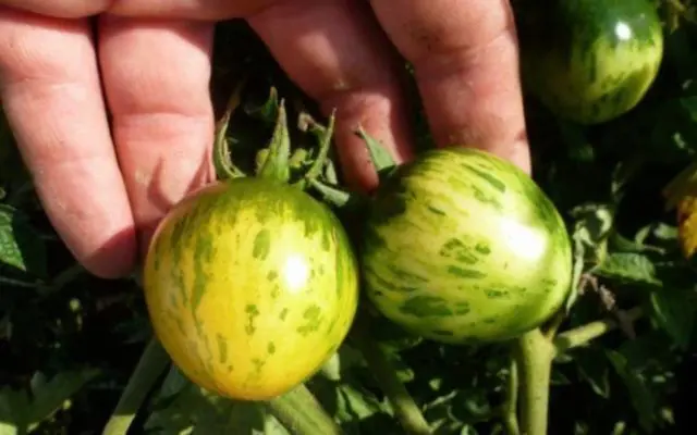 Tomato Striped flight: description, photo, planting and care