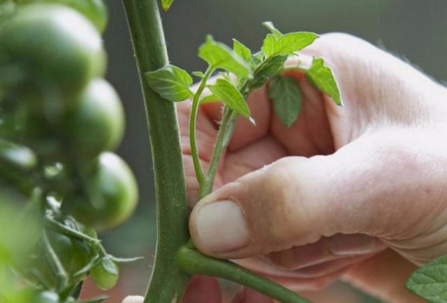 Tomato Sugar Nastasya: reviews, photos, yield