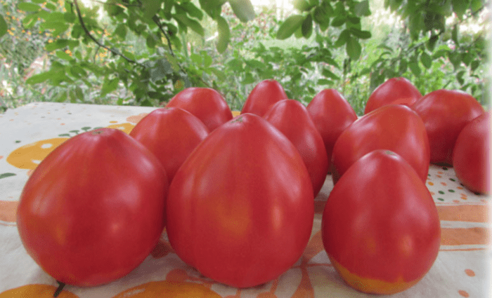 Tomato Sugar Nastasya: reviews, photos, yield