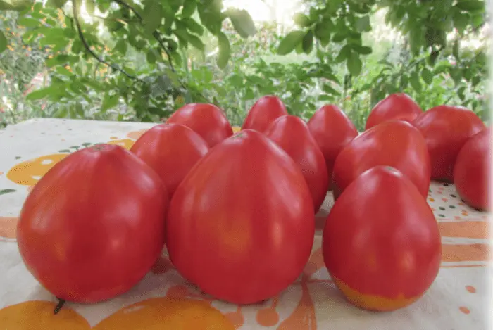 Tomato Sugar Nastasya: reviews, photos, yield