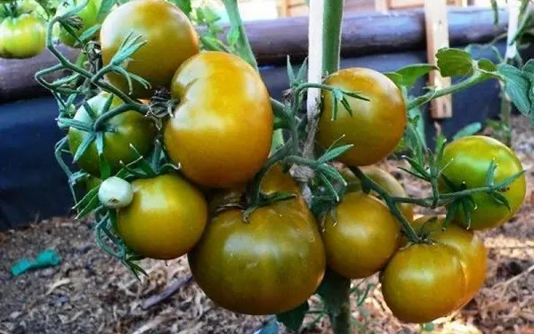 Tomato Swamp: characteristics and description of the variety