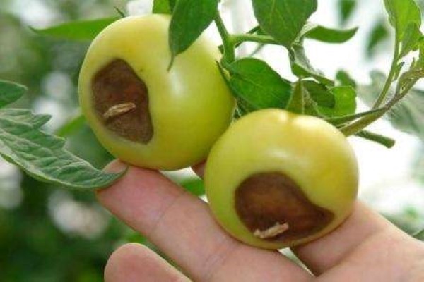 Tomato Swamp: characteristics and description of the variety