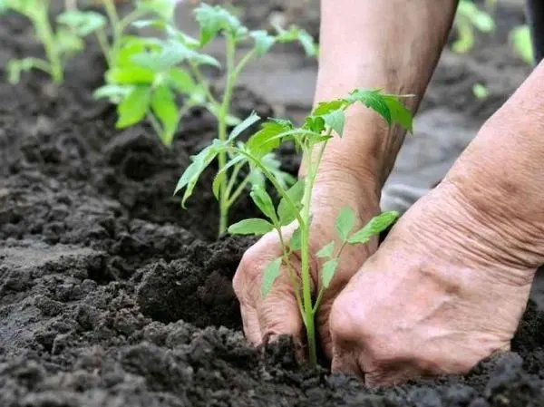 Tomato Swamp: characteristics and description of the variety