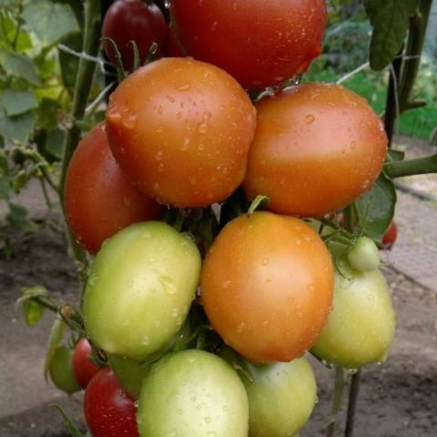 Tomato Syzran pipochka: characteristics and description of the variety