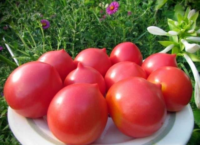 Tomato Syzran pipochka: characteristics and description of the variety